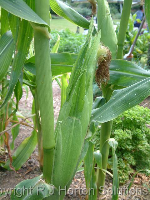 Sweet corn